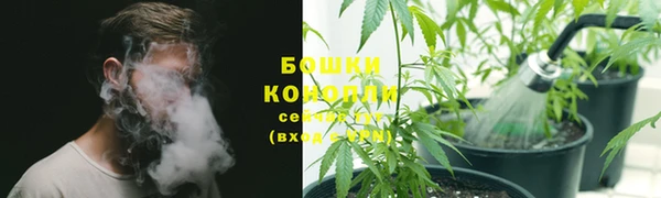 прущие грибы Горняк