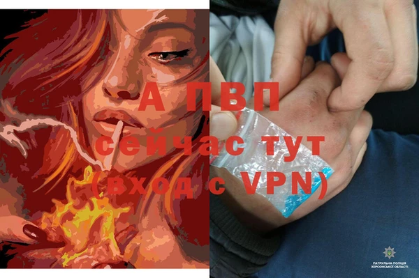 прущие грибы Горняк